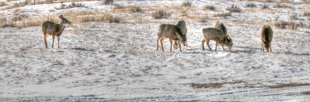 deer-1_tonemapped