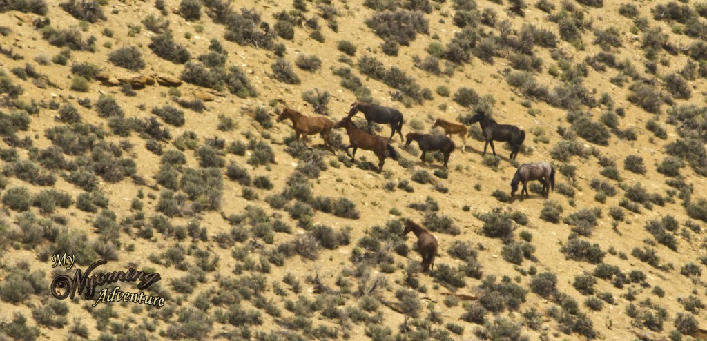 These are some of the wild horses that roam the area.